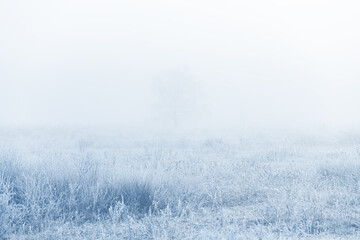 Frost-covered trees and grass in winter forest at foggy sunrise.