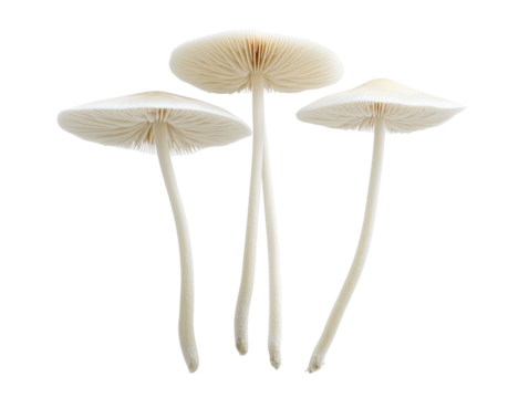 Isolated Set of Three Tall White Mushrooms