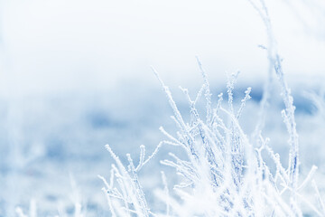 Frost-covered plants in winter forest at foggy sunrise. Macro image