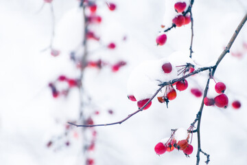 Snow-covered wild red apples during snowfall. Selective focus.