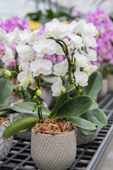 Close-up of potted white orchids in decorative planters. Perfect for promoting flower shops, home décor brands, or gardening supplies in advertising campaigns.