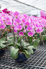 Close-up of potted pink orchids in decorative planters. Perfect for promoting flower shops, home décor brands, plant nursery, or gardening supplies in advertising campaigns.