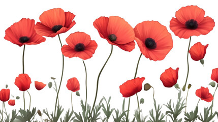 Obraz premium poppy red flowers isolated on white background 