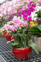 Elegant pink orchids in textured pots displayed in a greenhouse. Great for lifestyle blogs, interior design concepts, or catalog layouts for home and garden retailers.