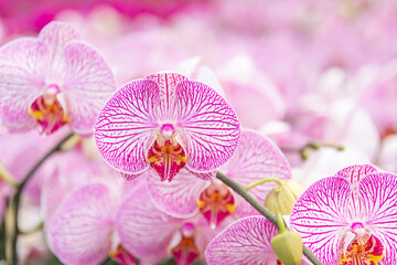 Stunning pink orchid blossoms, ideal for use in wedding planning services, event invitations, or luxury floral arrangements advertisements.