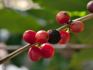 Obraz premium Red coffee on the tree