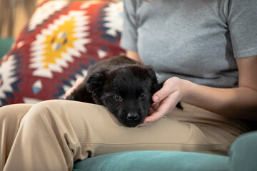A Cuddly Black Puppy Relaxedly Resting on a Persons Gentle Lap and Feeling Comfortable