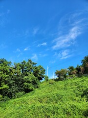 green grass and blue sky
