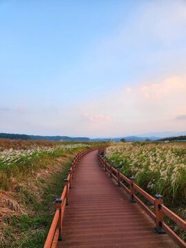 The wooden path between the grassland at Namdaecheon Salmon Ecological Park in Yangyang, South Korea