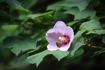 Butterfly rests on a pink flower