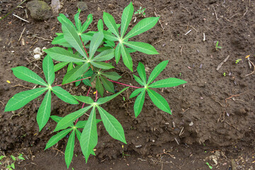 Top View of Cassava Plant in Fertile Asian Farmland with Copy Space