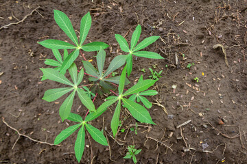 Top View of Cassava Plant in Fertile Asian Farmland with Copy Space