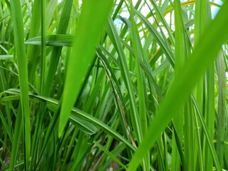 rice plants