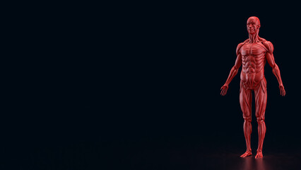 The Human anatomy for medical or education concept 3d rendering.