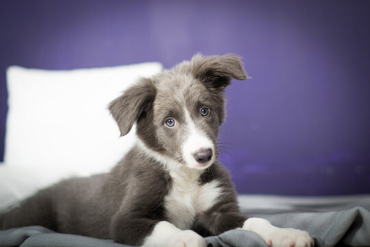 beautiful blue gray border collie puppy lying on the background of a purple wall