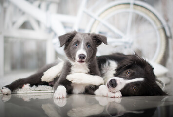 two dogs border collie dog and blue gray border collie puppy mother dog and her puppy son posing in the studio