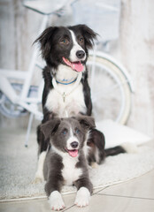 two dogs border collie dog and blue gray border collie puppy mother dog and her puppy son posing in the studio