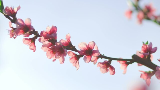 Spring's Awakening Trees Abloom in Nature's Symphony