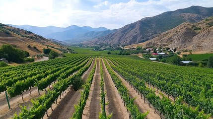 Vineyard in Mountain Valley