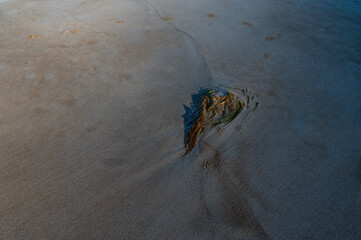Beach grass on the dunes in neutral colors. Calming coastal photography.