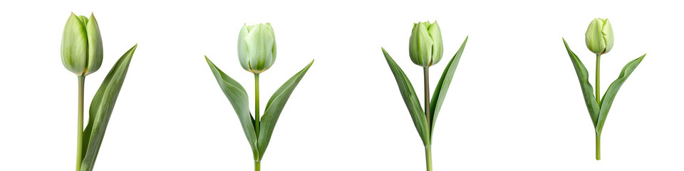 Fototapeta premium Closeup of Lush Green Tulips with Elegant Petals Blooming in a Serene Natural Floral Background Springtime Botany and Gardening Concept with Crisp Vibrant Colors and Organic Textures
