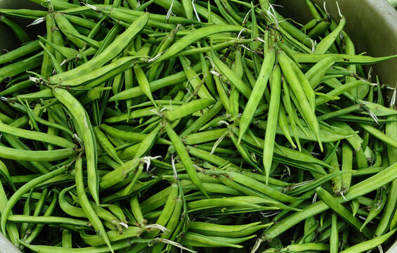 A pile of green Cluster beans. green cluster beans or guar beans in dish also known in india as guwar,guvar bean,guar bean. guvar or cluster bean with the botanical name Cyamopsis tetragonoloba.