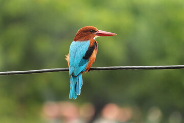 This image from gir forest gujarat India. Image of beautiful White-throated Kingfisher(Halcyon smyrnensis) Bird on electric cable and nature blur green background.(national park of gir forest).