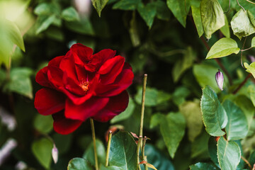Red rose flower in the garden. Natural background. Selective focus.