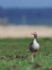 Greylag goose grazing on a green field with a blue sky