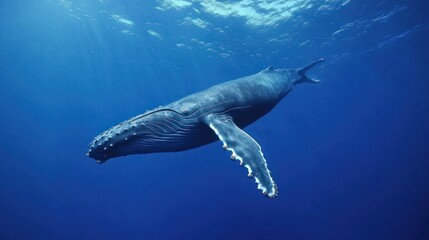 Fototapeta premium Majestic Humpback Whale Underwater