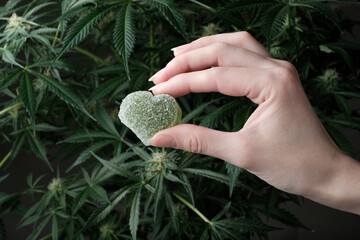 CBD and THC Jelly in hand on the background of flowering cannabis bushes. Marijuana food concept