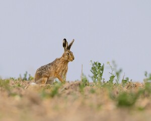 A wild European hare sitting near a patch of greenery on a freshly plowed field
