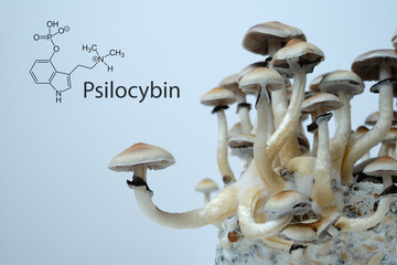 Live mushrooms Psilocybe Cubensis with the chemical formula psilocybin