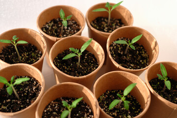Young seedling tomato  in paper pots. Home greenhouse
