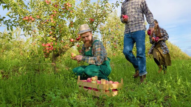 Front view 3 young farmers one squats pick apple from tree put box two more bring fruit other trees.