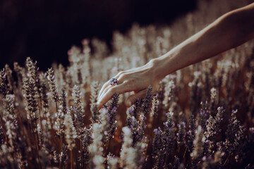 Lavendel Hand