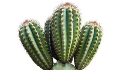 Fresh cactus plant on a transparent background. isolated background.
