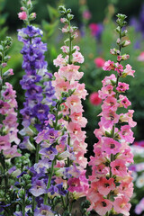 Obraz premium Blooming ornamental plant Larkspur or Delphinium in garden.