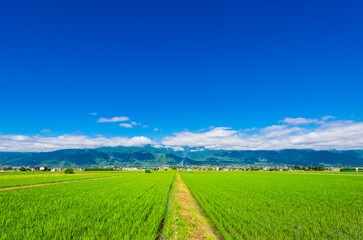 夏の信州　安曇野の田園風景