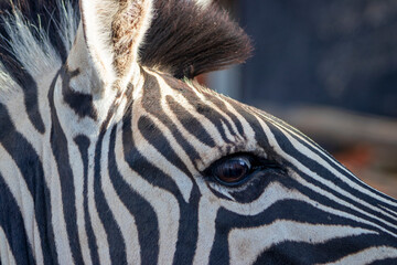  African wild animals. Close-up zebra in blur background. © Yuliia Lakeienko