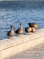 Утки на реке