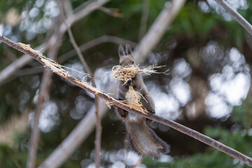北海道　エゾリス　リス　動物　小動物　かわいい