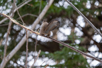 北海道　エゾリス　リス　動物　小動物　かわいい