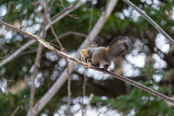 北海道　エゾリス　リス　動物　小動物　かわいい