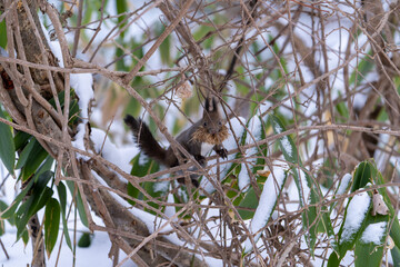北海道　エゾリス　リス　動物　小動物　かわいい