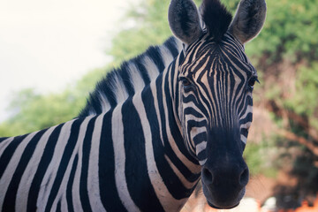 Naklejka premium A wild African animal. Close-up of a mountain zebra on the grassland
