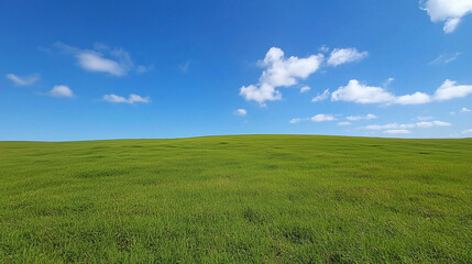 Fototapeta premium Wide Green Field Under Clear Blue Sky