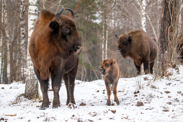 European bizons (zubrs) family, adult bisons and calf, at Bryansk forest nature reserve © Alexey