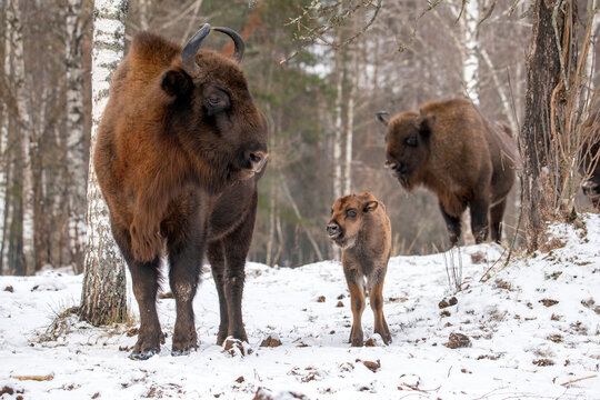 European bizons (zubrs) family, adult bisons and calf, at Bryansk forest nature reserve