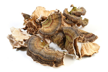 Turkey tail medicinal mushroom isolated